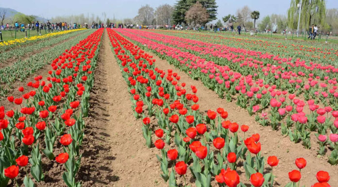 Tulip season boosts Kashmir’s growing tourism drive Tulip season, Growing tourism drive, Kashmir, Fish Eye