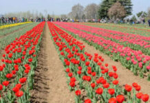 Tulip season boosts Kashmir’s growing tourism drive Tulip season, Growing tourism drive, Kashmir, Fish Eye