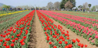 Tulip season boosts Kashmir’s growing tourism drive Tulip season, Growing tourism drive, Kashmir, Fish Eye