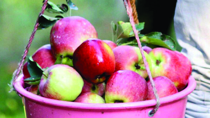 Kashmir growers-Apple-Fish Eye