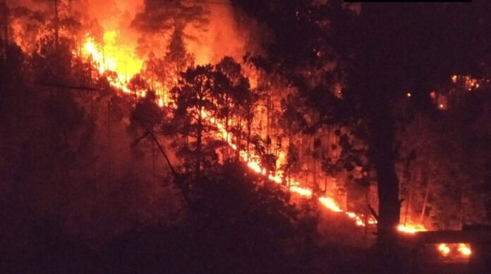 Fire Engulfs-Forest Belt-Rajouri-The Fish Eye