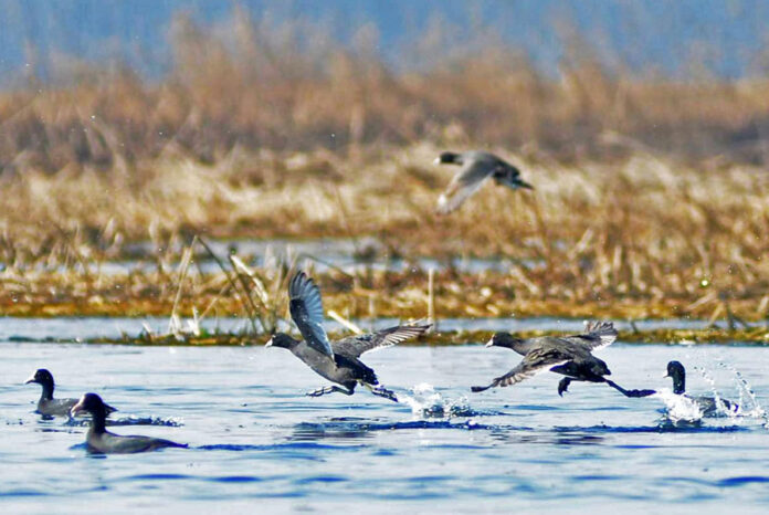 Winter Wings, Kashmir's Wetlands, Fish Eye