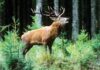 Dachigam National Park : The living wild of Kashmir amid global transformation Dachigam National Park, living wild, Kashmir, Global transformation, Fish Eye