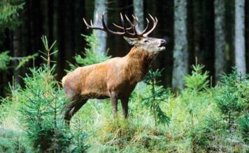 Dachigam National Park : The living wild of Kashmir amid global transformation Dachigam National Park, living wild, Kashmir, Global transformation, Fish Eye