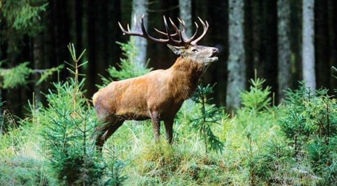 Dachigam National Park, living wild, Kashmir, Global transformation, Fish Eye