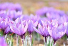 Saffron: Kashmir’s Red Gold and Ladakh’s New Agricultural Promise Saffron, Kashmir, Red Gold, Ladakh’s New Agricultural, Fish Eye