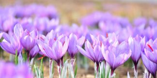 Saffron: Kashmir’s Red Gold and Ladakh’s New Agricultural Promise Saffron, Kashmir, Red Gold, Ladakh’s New Agricultural, Fish Eye
