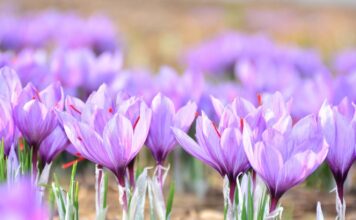 Saffron: Kashmir’s Red Gold and Ladakh’s New Agricultural Promise Saffron, Kashmir, Red Gold, Ladakh’s New Agricultural, Fish Eye