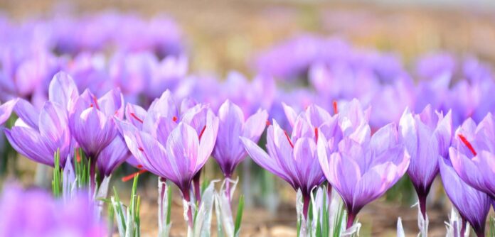 Saffron, Kashmir, Red Gold, Ladakh’s New Agricultural, Fish Eye